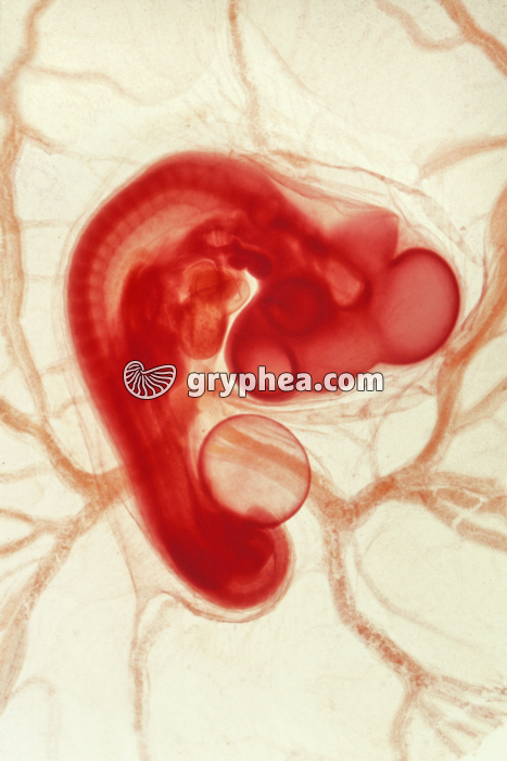 Poulet - Embryon au stade 72 h x3  - gryphea.com